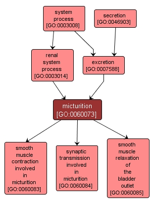 GO:0060073 - micturition (interactive image map)