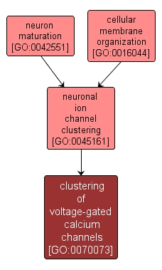 GO:0070073 - clustering of voltage-gated calcium channels (interactive image map)