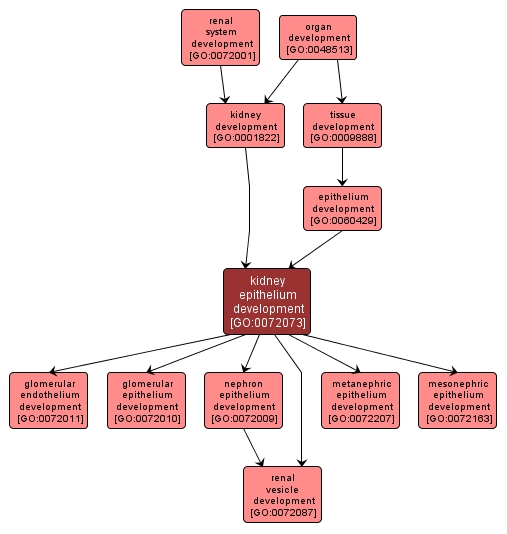 GO:0072073 - kidney epithelium development (interactive image map)