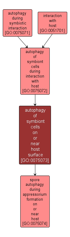 GO:0075073 - autophagy of symbiont cells on or near host surface (interactive image map)