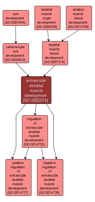 GO:0002074 - extraocular skeletal muscle development (interactive image map)