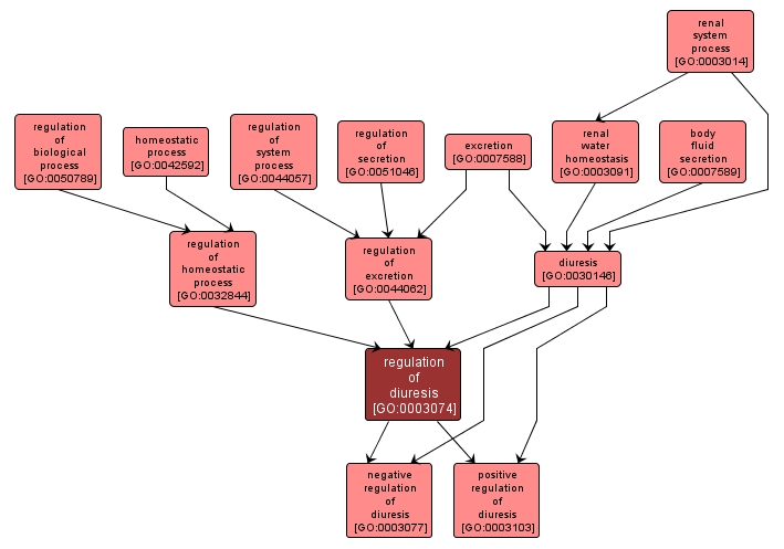 GO:0003074 - regulation of diuresis (interactive image map)