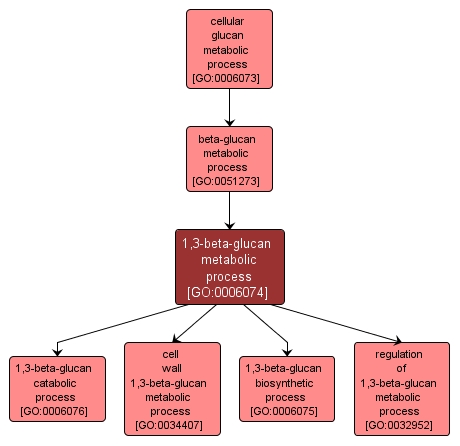 GO:0006074 - 1,3-beta-glucan metabolic process (interactive image map)