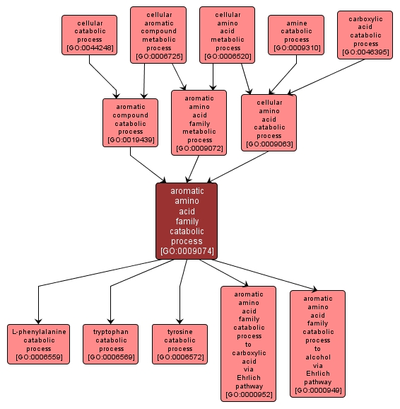 GO:0009074 - aromatic amino acid family catabolic process (interactive image map)