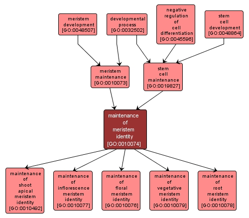 GO:0010074 - maintenance of meristem identity (interactive image map)