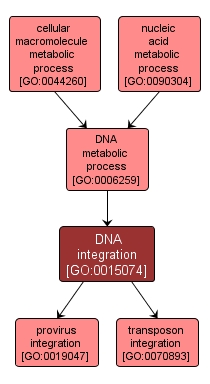 GO:0015074 - DNA integration (interactive image map)