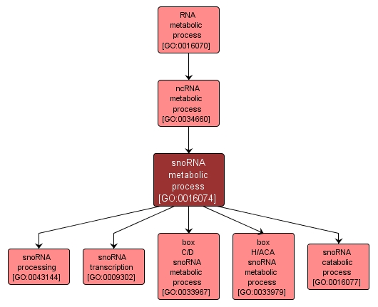 GO:0016074 - snoRNA metabolic process (interactive image map)