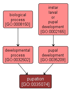 GO:0035074 - pupation (interactive image map)