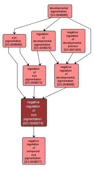 GO:0048074 - negative regulation of eye pigmentation (interactive image map)