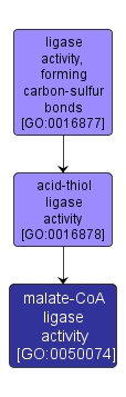 GO:0050074 - malate-CoA ligase activity (interactive image map)