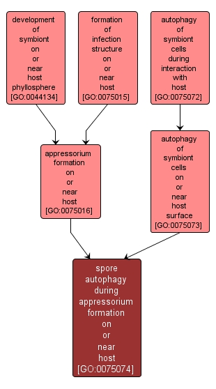 GO:0075074 - spore autophagy during appressorium formation on or near host (interactive image map)