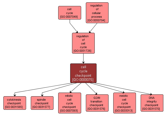 GO:0000075 - cell cycle checkpoint (interactive image map)