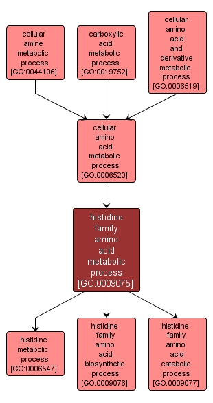 GO:0009075 - histidine family amino acid metabolic process (interactive image map)