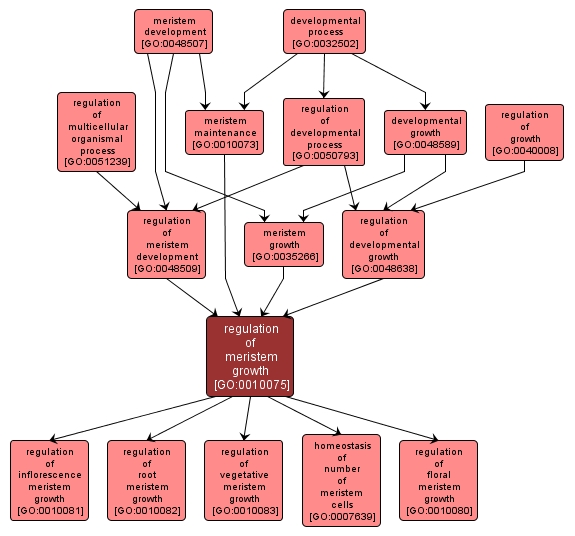 GO:0010075 - regulation of meristem growth (interactive image map)
