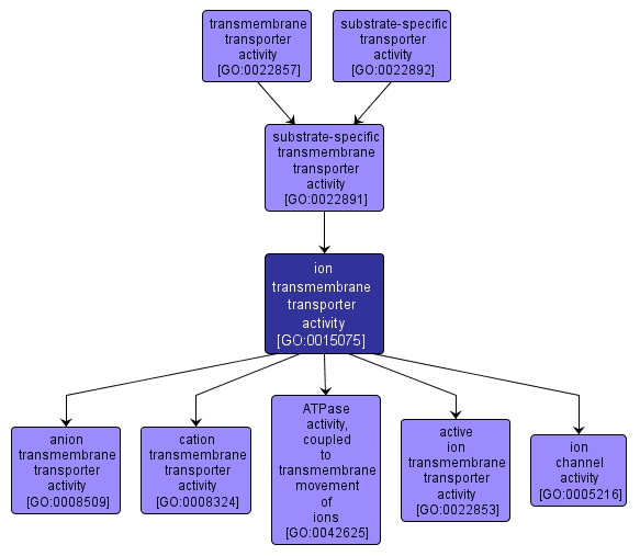 GO:0015075 - ion transmembrane transporter activity (interactive image map)