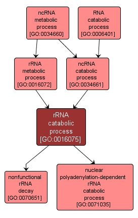 GO:0016075 - rRNA catabolic process (interactive image map)