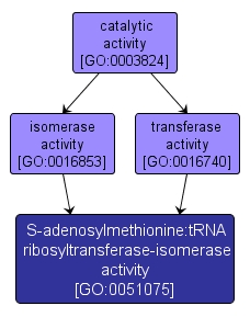 GO:0051075 - S-adenosylmethionine:tRNA ribosyltransferase-isomerase activity (interactive image map)