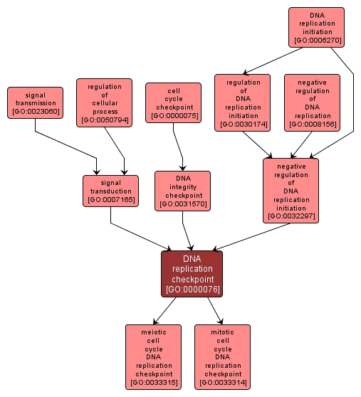 GO:0000076 - DNA replication checkpoint (interactive image map)