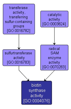 GO:0004076 - biotin synthase activity (interactive image map)