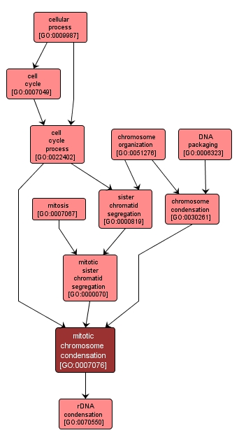 GO:0007076 - mitotic chromosome condensation (interactive image map)