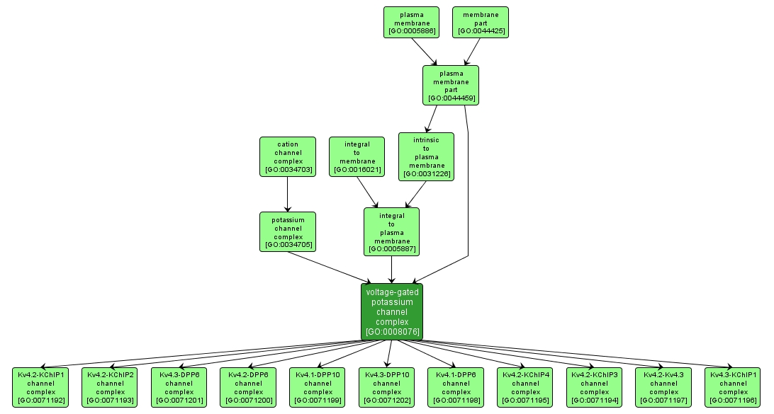 GO:0008076 - voltage-gated potassium channel complex (interactive image map)