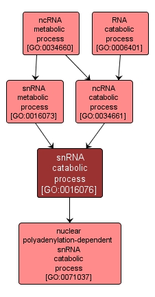GO:0016076 - snRNA catabolic process (interactive image map)