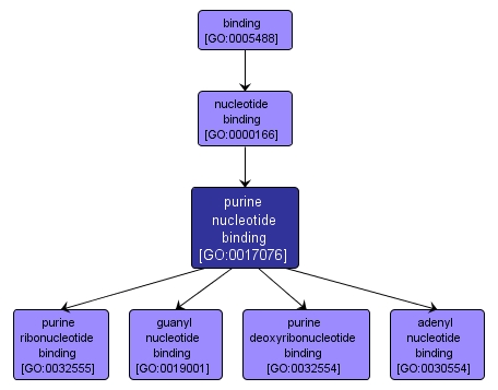 GO:0017076 - purine nucleotide binding (interactive image map)