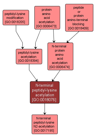 GO:0018076 - N-terminal peptidyl-lysine acetylation (interactive image map)