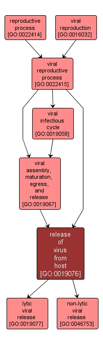 GO:0019076 - release of virus from host (interactive image map)