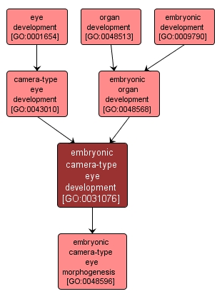 GO:0031076 - embryonic camera-type eye development (interactive image map)