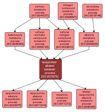 GO:0033076 - isoquinoline alkaloid metabolic process (interactive image map)