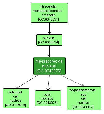 GO:0043076 - megasporocyte nucleus (interactive image map)