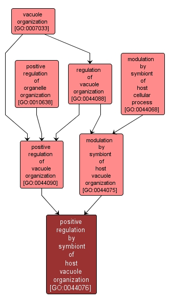 GO:0044076 - positive regulation by symbiont of host vacuole organization (interactive image map)