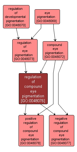 GO:0048076 - regulation of compound eye pigmentation (interactive image map)