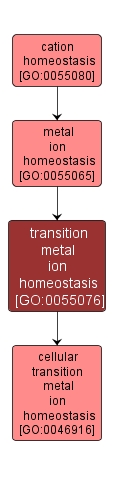 GO:0055076 - transition metal ion homeostasis (interactive image map)