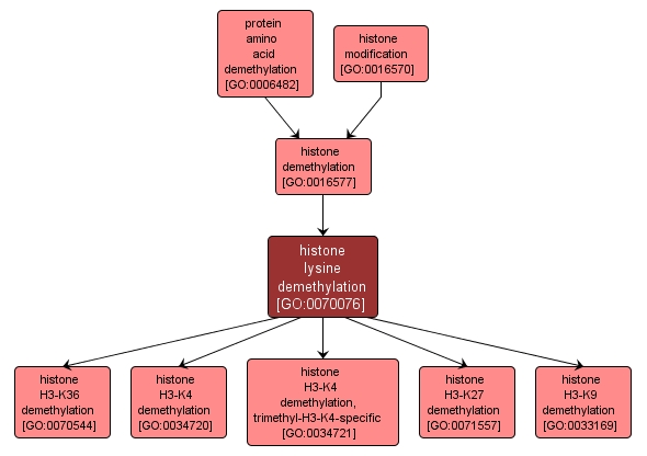 GO:0070076 - histone lysine demethylation (interactive image map)