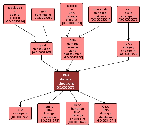 GO:0000077 - DNA damage checkpoint (interactive image map)