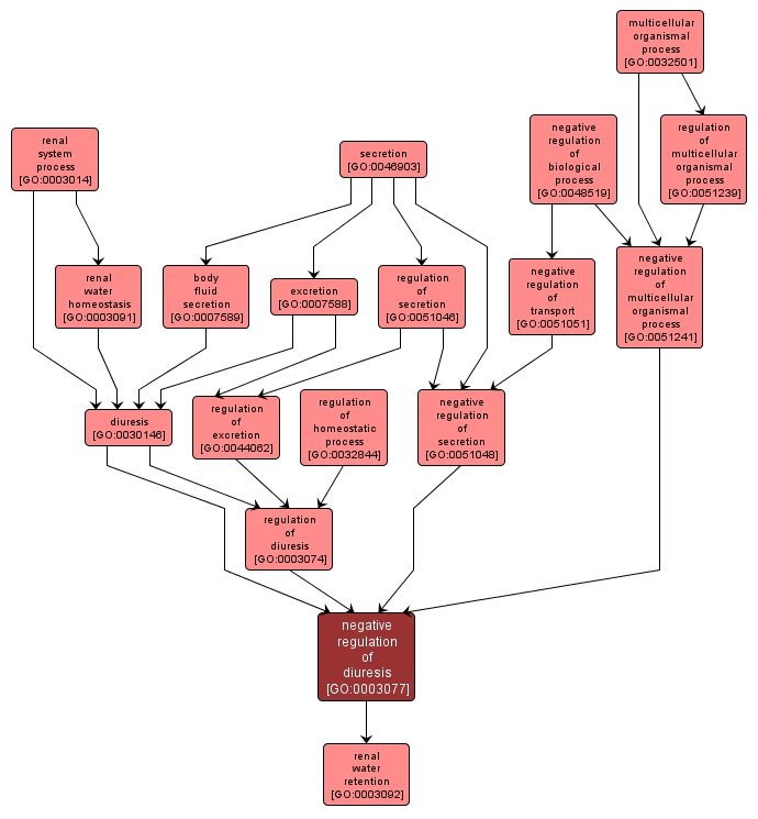 GO:0003077 - negative regulation of diuresis (interactive image map)