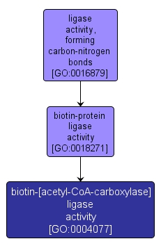 GO:0004077 - biotin-[acetyl-CoA-carboxylase] ligase activity (interactive image map)