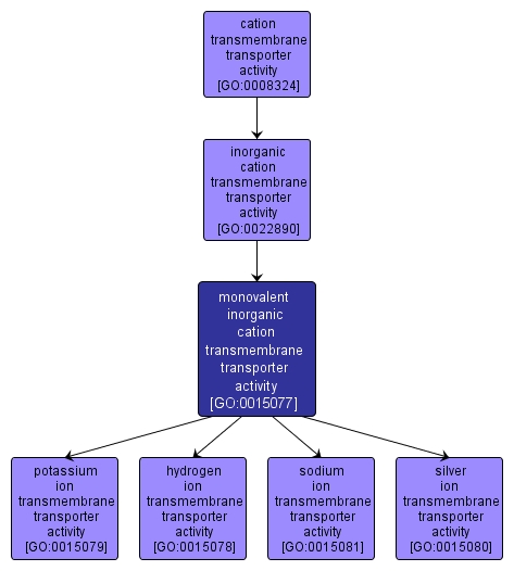 GO:0015077 - monovalent inorganic cation transmembrane transporter activity (interactive image map)