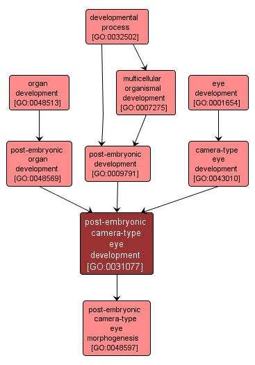 GO:0031077 - post-embryonic camera-type eye development (interactive image map)