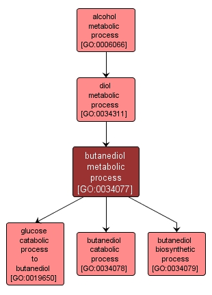 GO:0034077 - butanediol metabolic process (interactive image map)