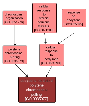 GO:0035077 - ecdysone-mediated polytene chromosome puffing (interactive image map)