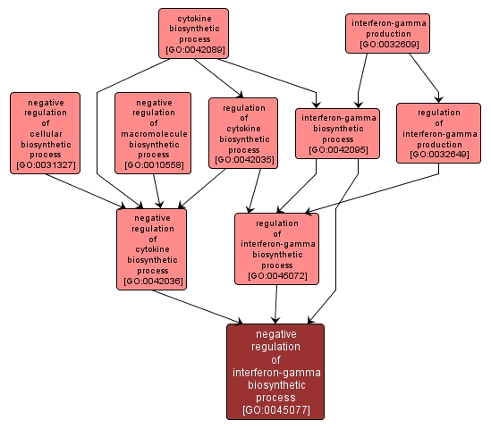 GO:0045077 - negative regulation of interferon-gamma biosynthetic process (interactive image map)