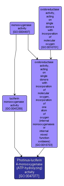 GO:0047077 - Photinus-luciferin 4-monooxygenase (ATP-hydrolyzing) activity (interactive image map)