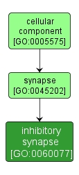 GO:0060077 - inhibitory synapse (interactive image map)