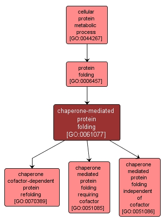 GO:0061077 - chaperone-mediated protein folding (interactive image map)