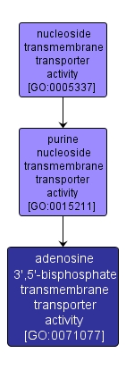 GO:0071077 - adenosine 3',5'-bisphosphate transmembrane transporter activity (interactive image map)
