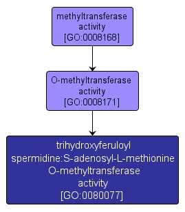 GO:0080077 - trihydroxyferuloyl spermidine:S-adenosyl-L-methionine O-methyltransferase activity (interactive image map)