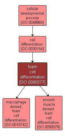 GO:0090077 - foam cell differentiation (interactive image map)